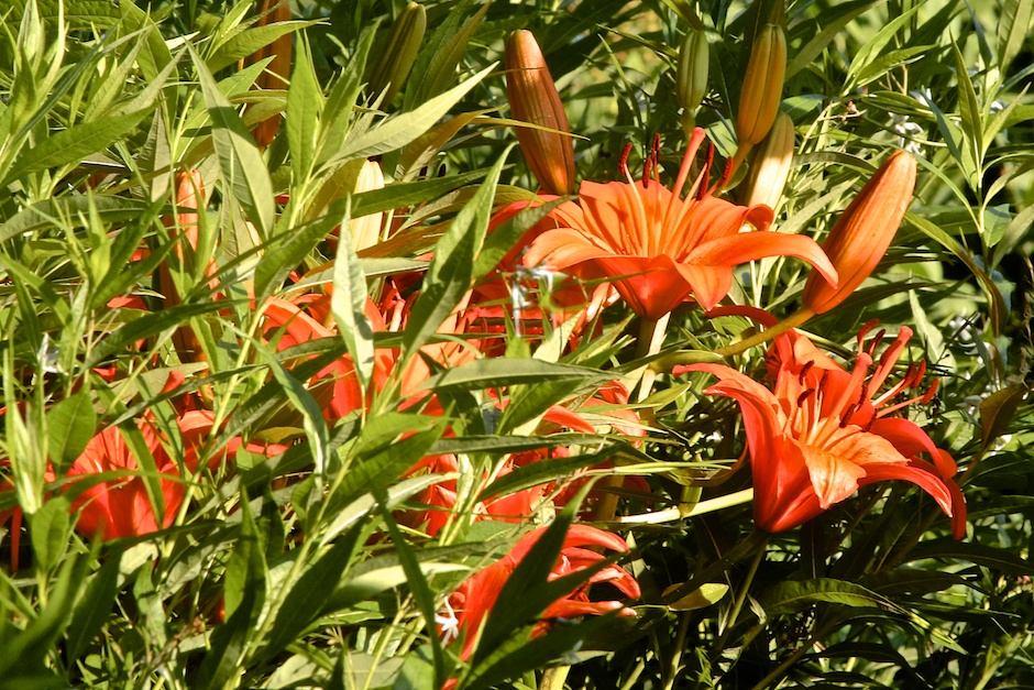 PLT Bridge Gardens 3 June Art Portfolio Contents Issue 1 